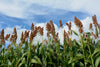 Millet Japanese Seeds