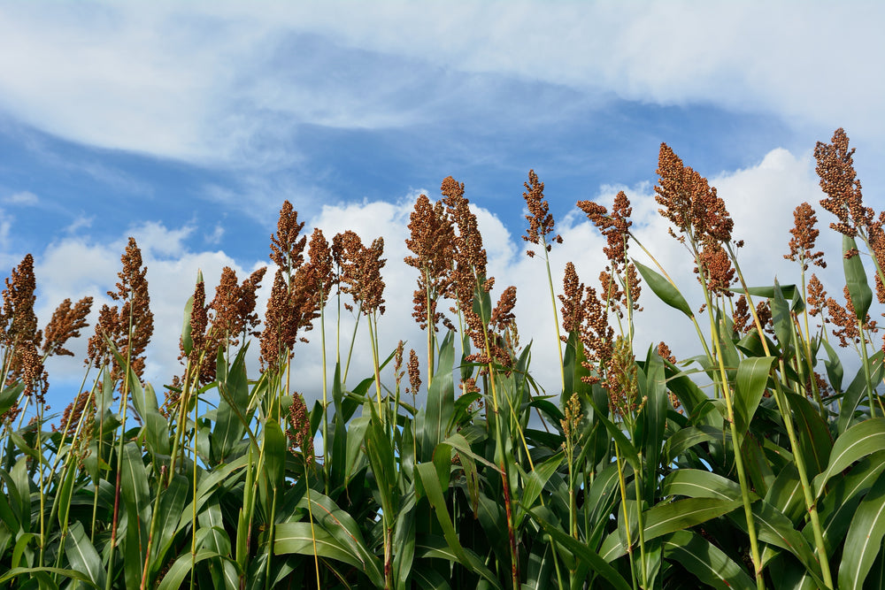 Millet Japanese Seeds