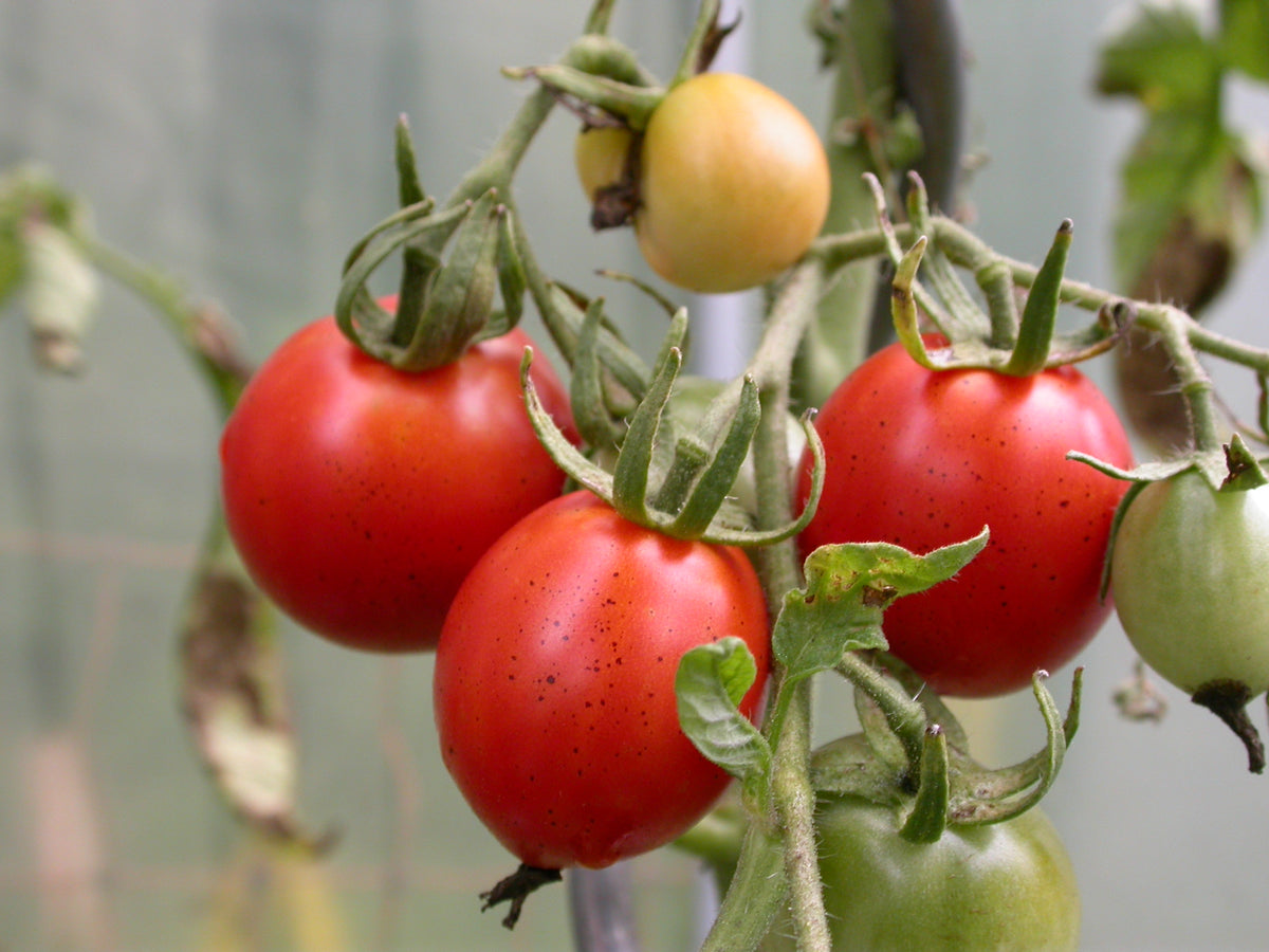 Tomato Kotlas Seeds