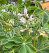 Lupin Murringo Seeds