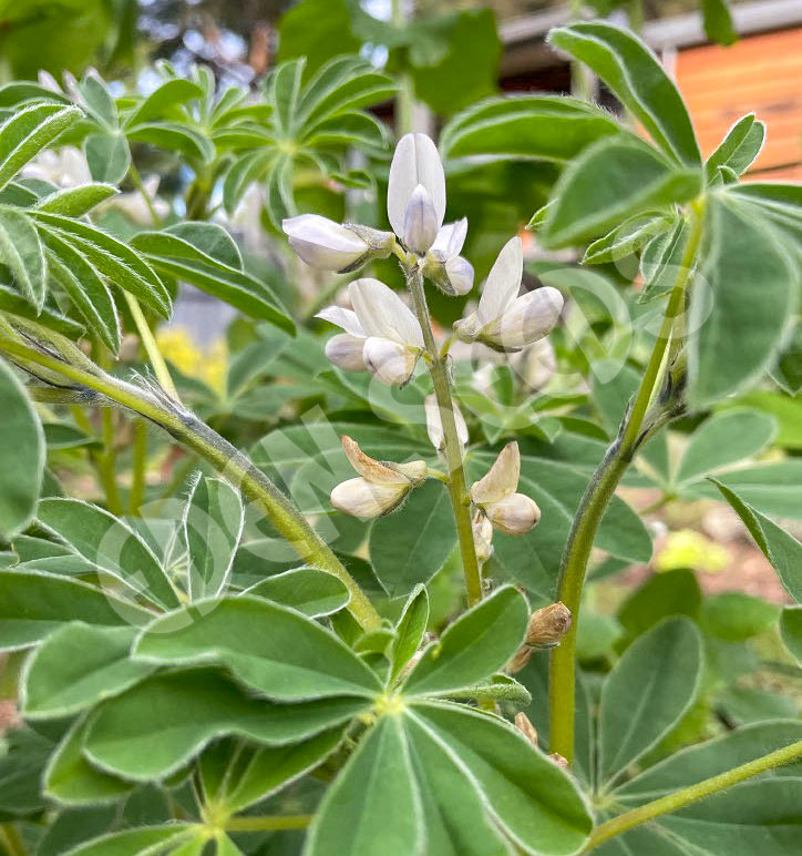 Lupin Murringo Seeds