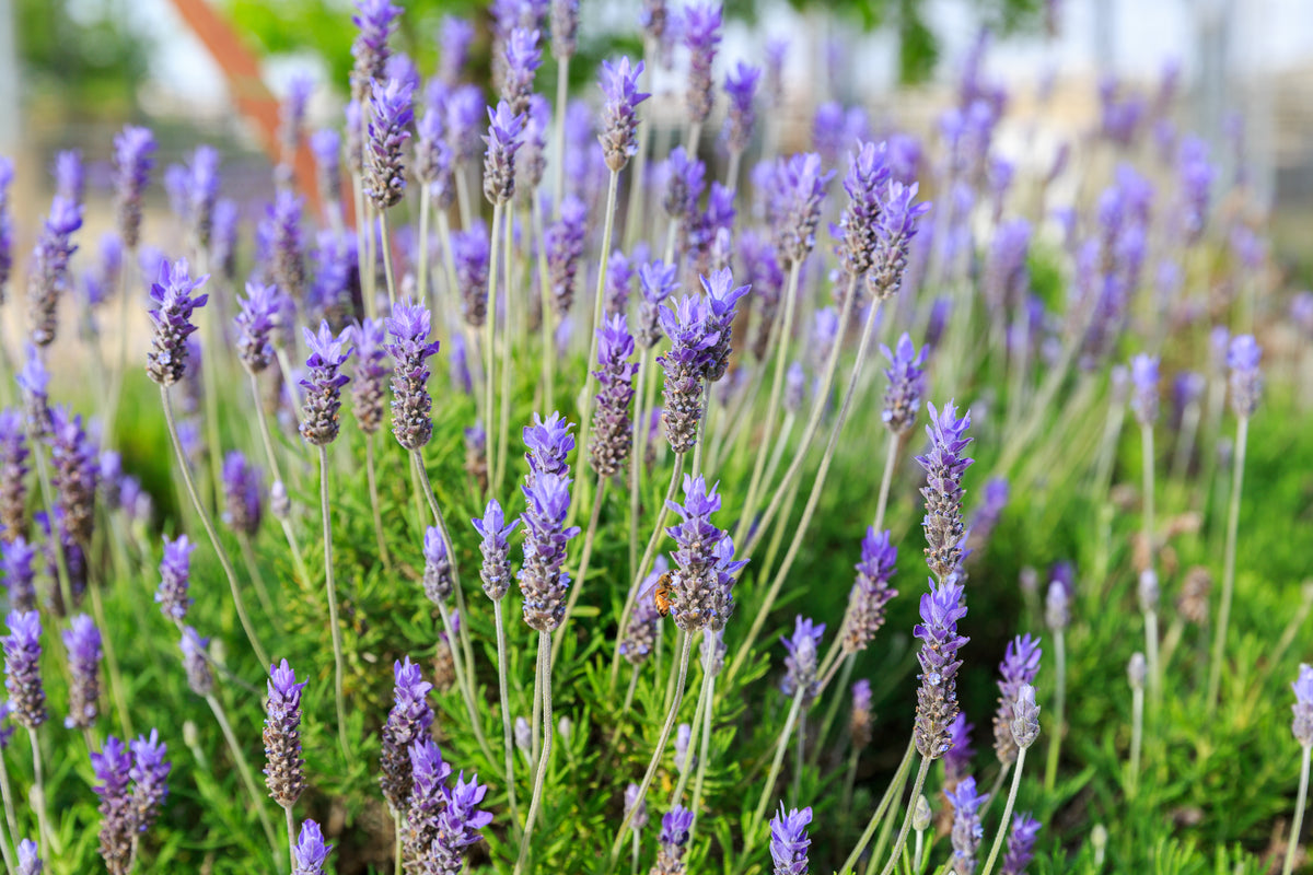 Lavender Spanish Seeds