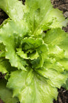 Lettuce Tropical Seeds