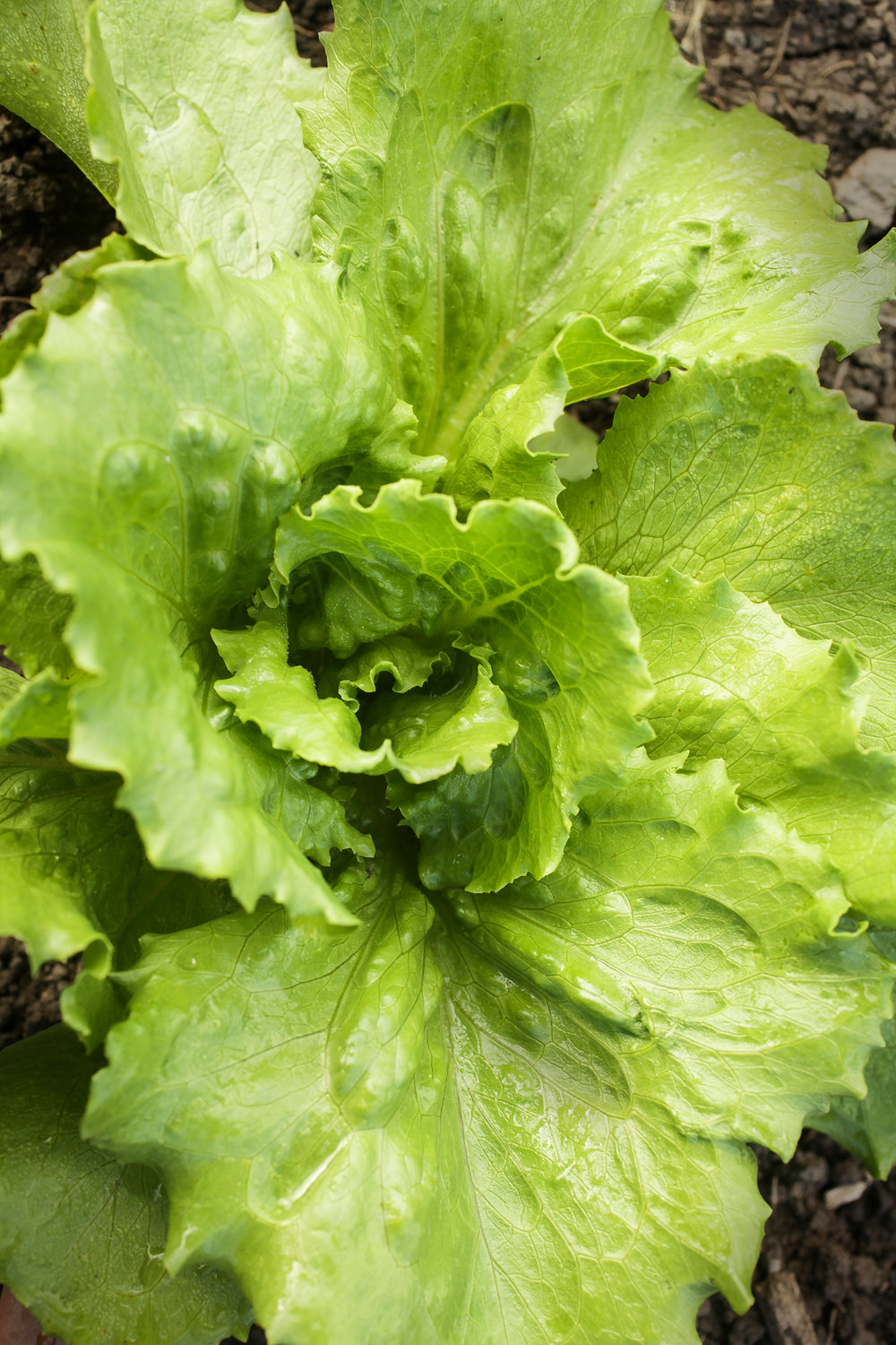 Lettuce Tropical Seeds