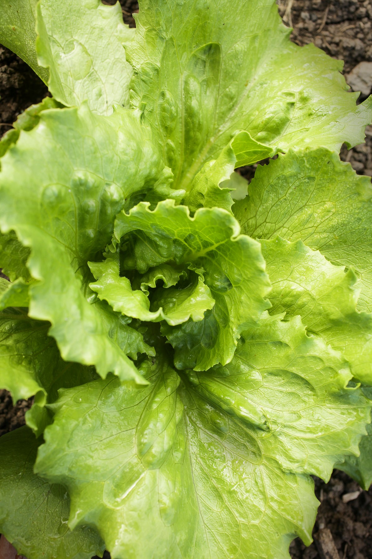 Lettuce Tropical Seeds