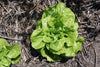 Lettuce Green Mignonette Organic Seeds
