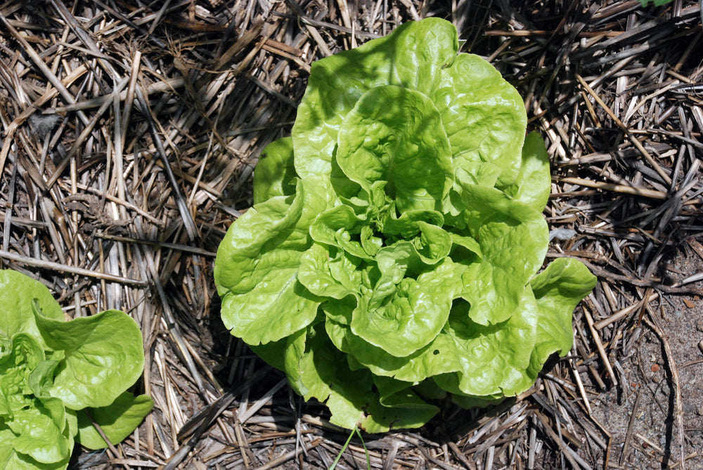 Lettuce Green Mignonette Organic Seeds