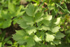 Lovage Seeds