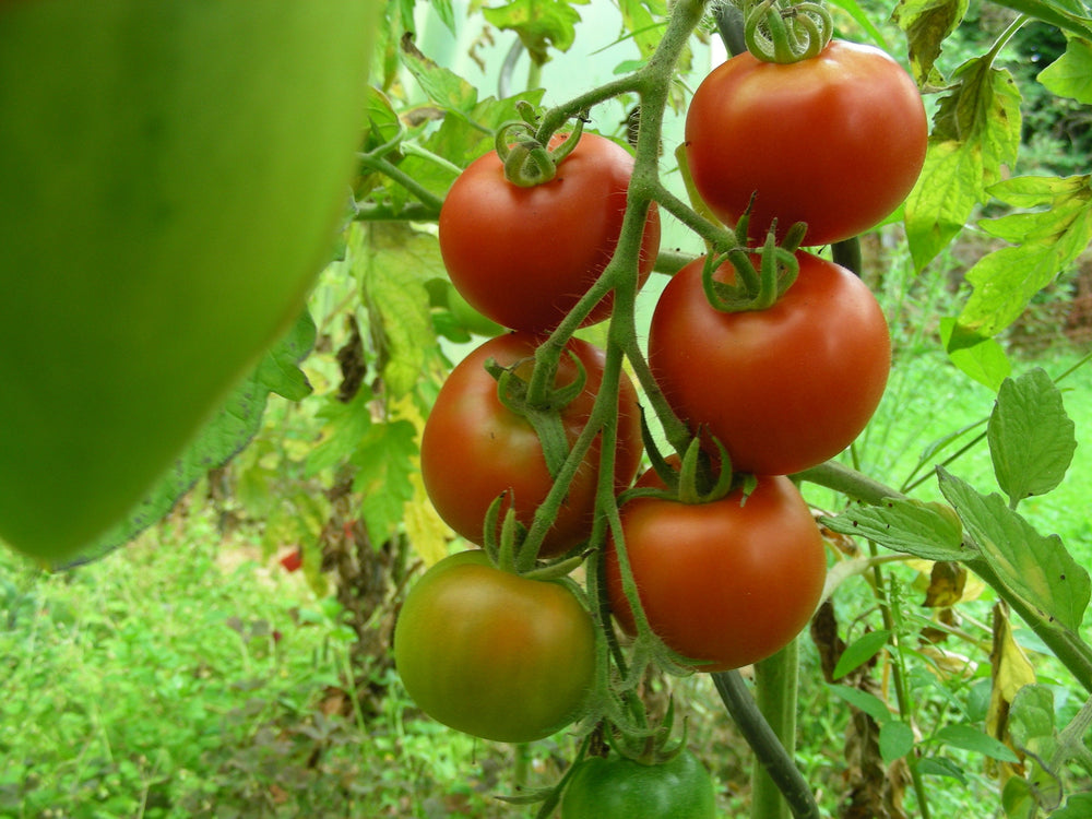 Tomato Lutschist Zurich Seeds