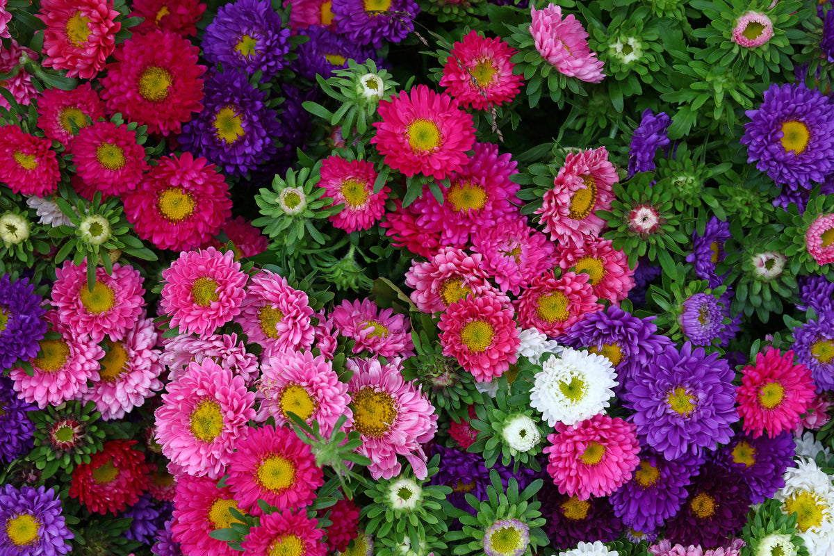 Aster Colour Carpet Mixed Seeds