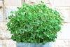 Microgreens Pea Seeds