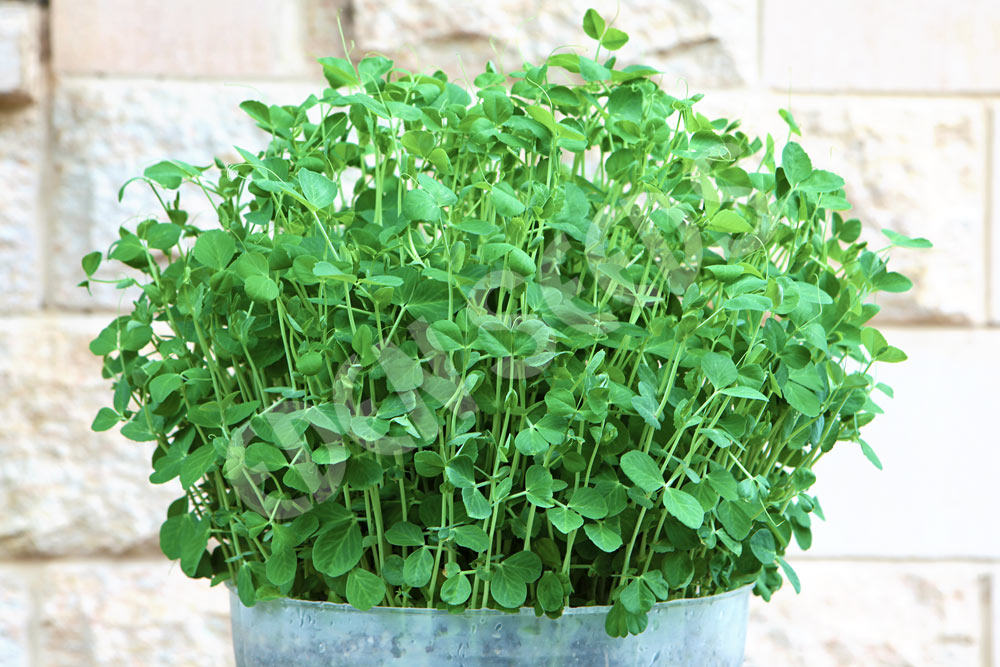 Microgreens Pea Seeds