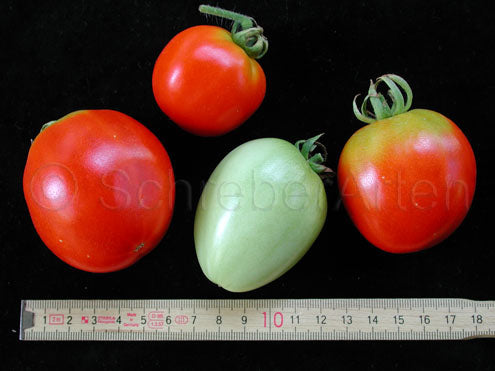 Tomato Manapal Seeds