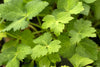 Mitsuba Seeds