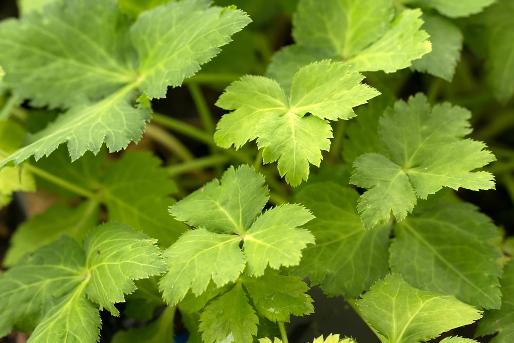 Mitsuba Seeds