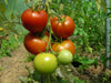 Tomato Moneymaker Organic Seeds