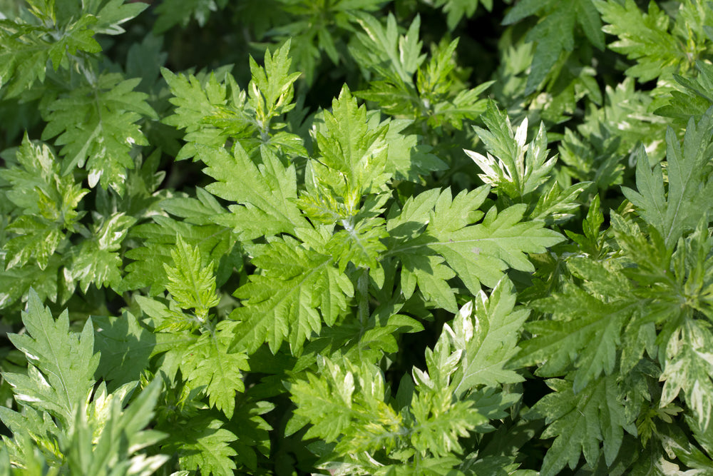 Mugwort Seeds