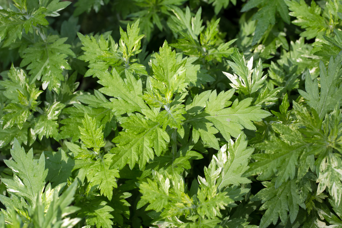 Mugwort Seeds