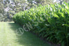 Arrowroot Seeds