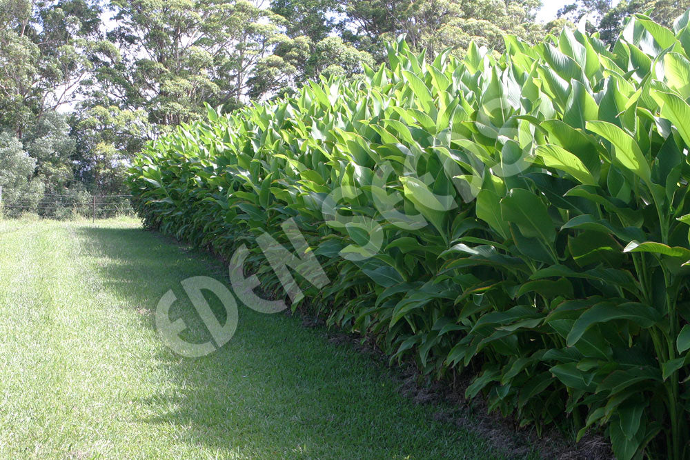 Arrowroot Seeds