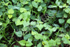 Green Manure Mix Spring Summer Seeds