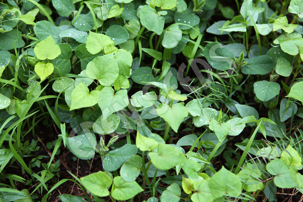 Green Manure Mix Spring Summer Seeds