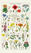 Tea Towel Wildflower Specimens