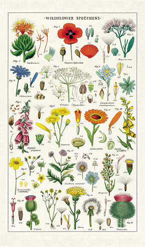 Tea Towel Wildflower Specimens