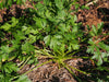 Parsley Italian Organic Seeds