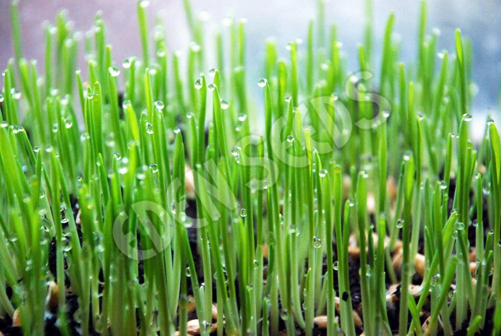 Microgreens Barley Grass Seeds