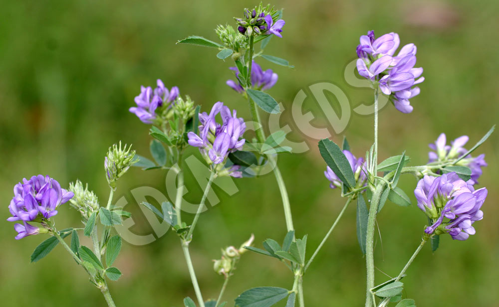 Alfalfa (Lucerne) Hunter River Seeds