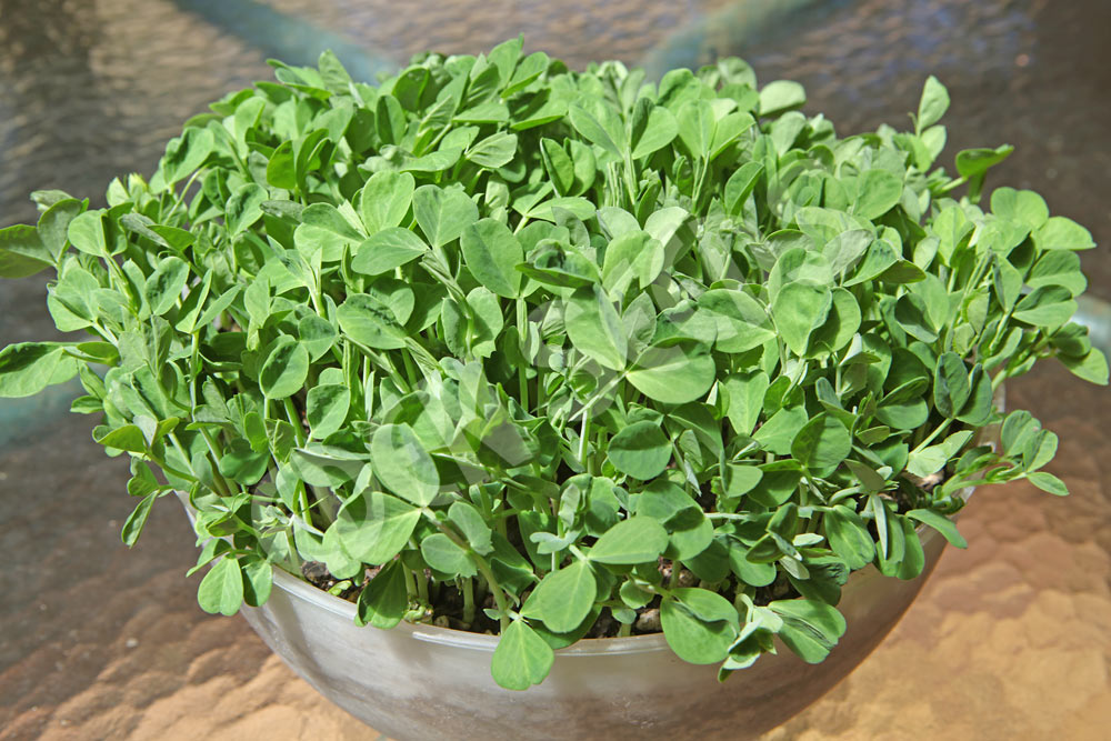 Sprouts Pea Seeds