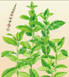 Spearmint Seeds