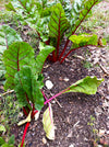 Silverbeet Ruby Red Chard Organic Seeds