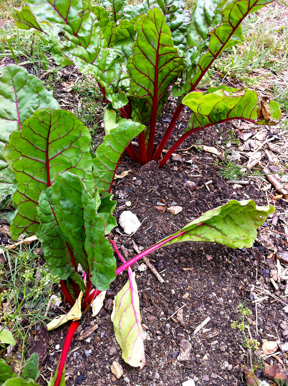 Silverbeet Ruby Red Chard Organic Seeds