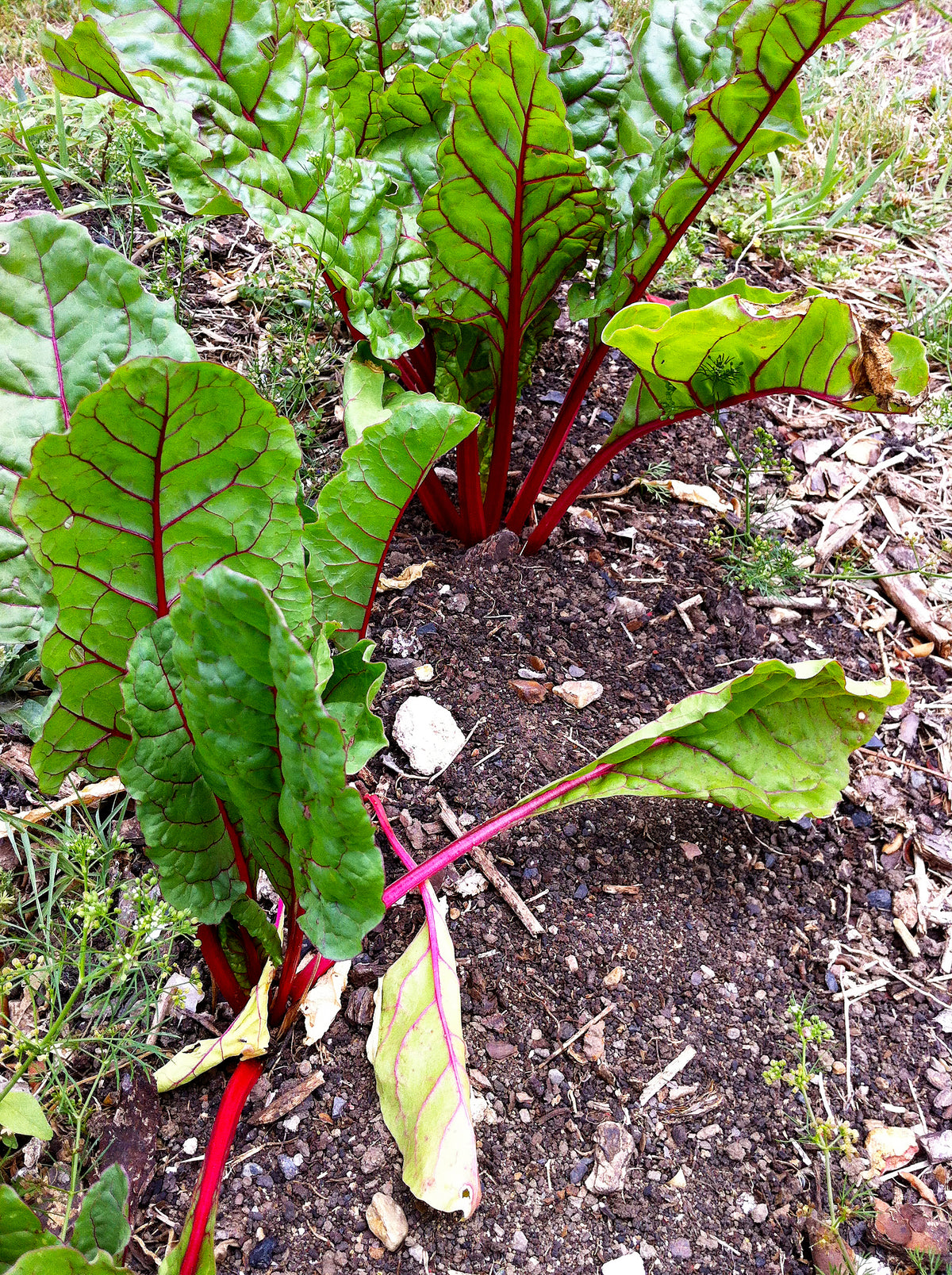 Silverbeet Ruby Red Chard Organic Seeds
