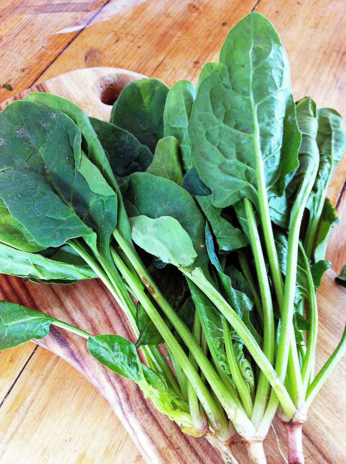 Spinach English Organic Seeds