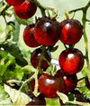 Tomato Black Cherry Organic Seeds