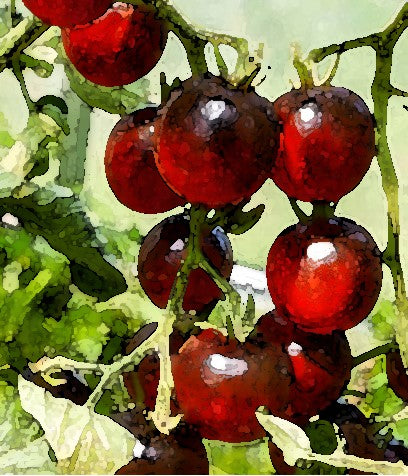 Tomato Black Cherry Organic Seeds