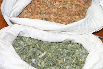 Trees Cotton Creole Brown Seeds