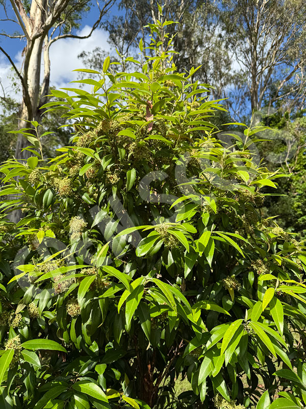 Trees Lemon Myrtle Seeds