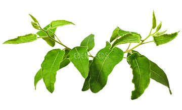 Trees Lemon Scented Gum Seeds