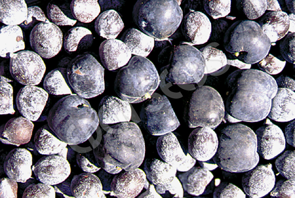 Trees Plum Pine Seeds