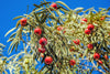 Trees Quandong Seeds