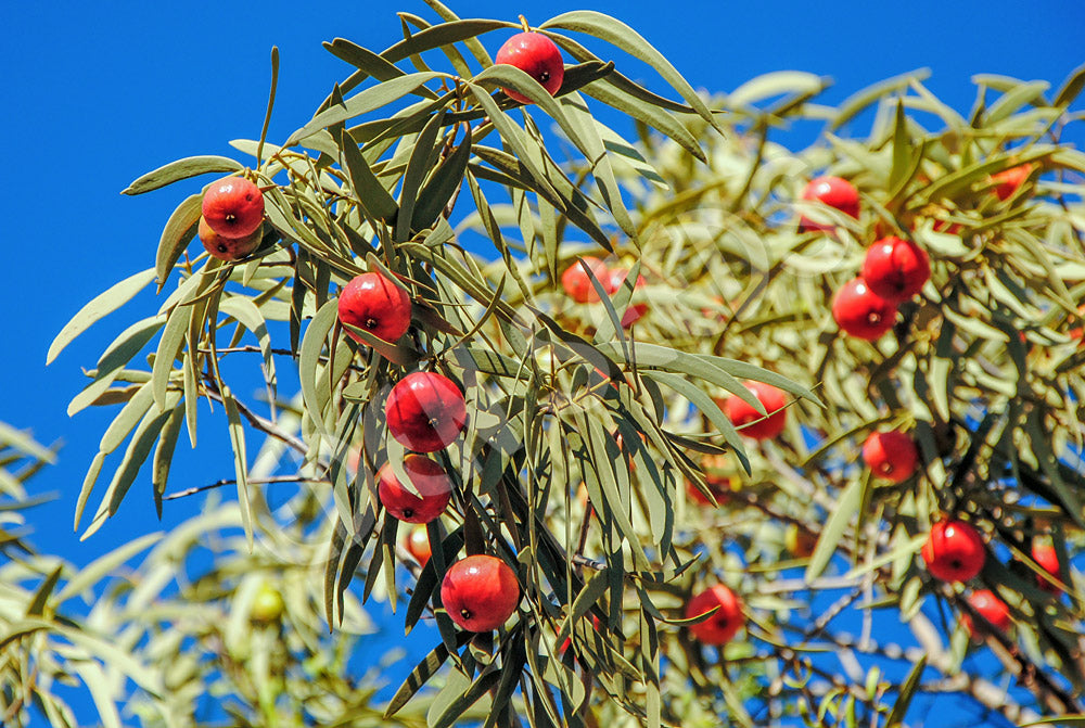 Trees Quandong Seeds