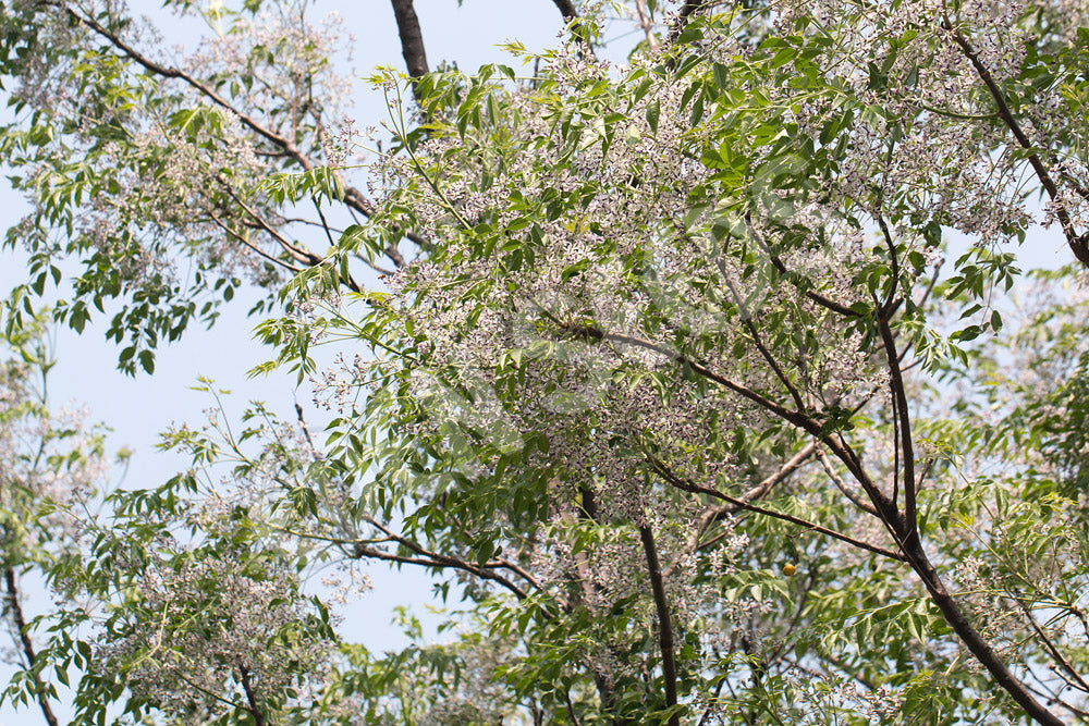 Trees White Cedar Seeds