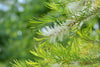 Trees Tea Tree Oil Seeds