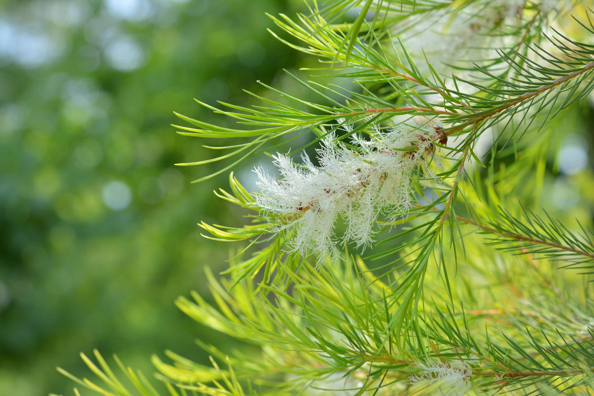 Trees Tea Tree Oil Seeds