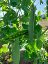 Pea Telephone Seeds