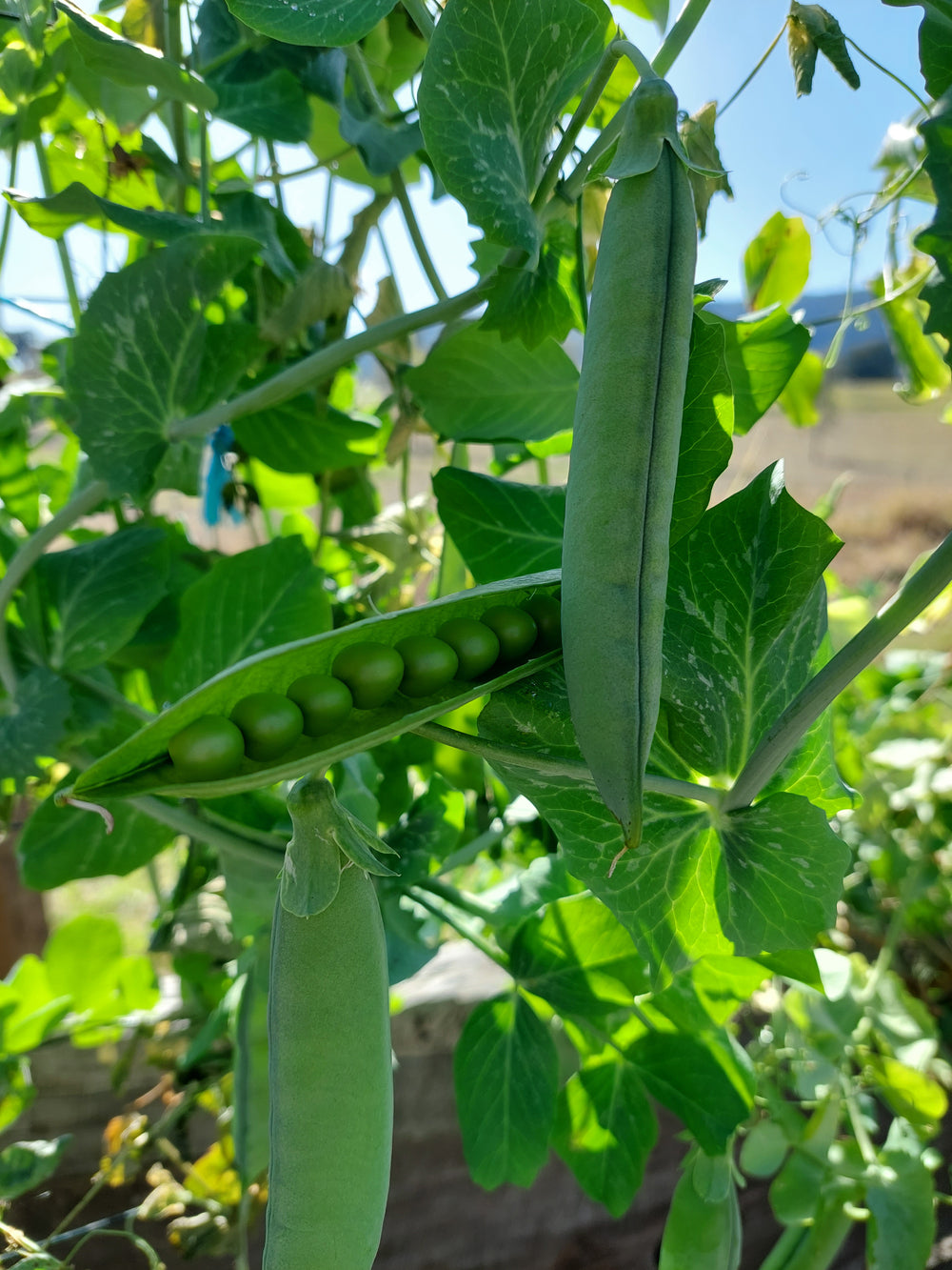 Pea Telephone Seeds